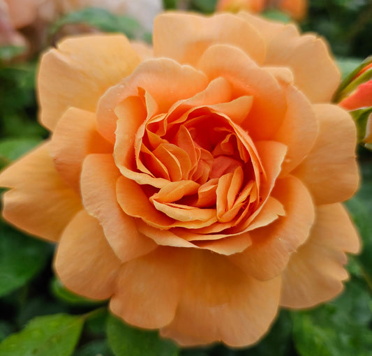 Golden Buddha 2 Quart Potted Rose Bush