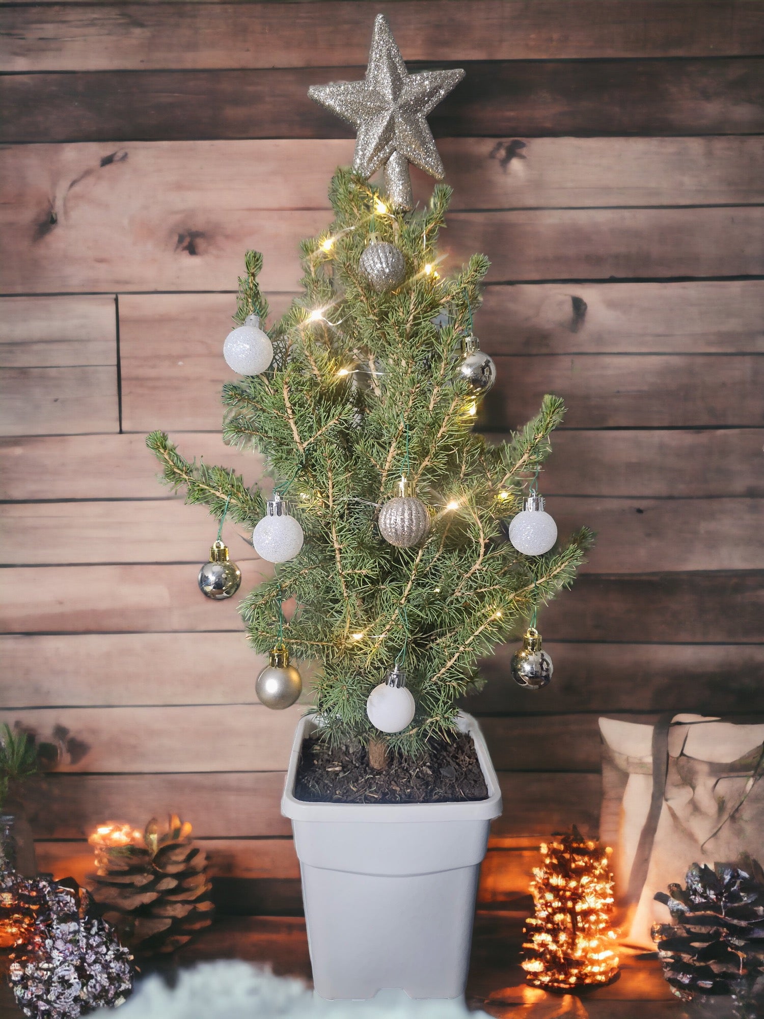 Gold Star Tabletop Mini Christmas Tree Live Plant - Ma Cherie Roses