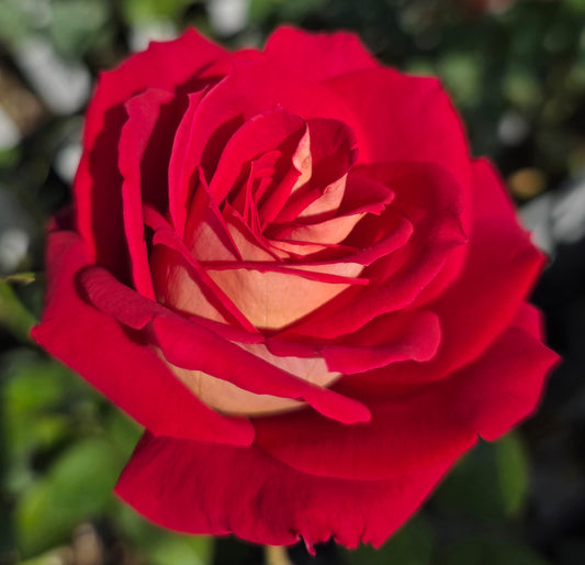 Gypsy Carnival 2 Quart Potted Rose Bush