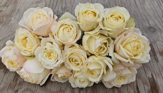 Innocence - 2 Quart Rose Bush Live Plant