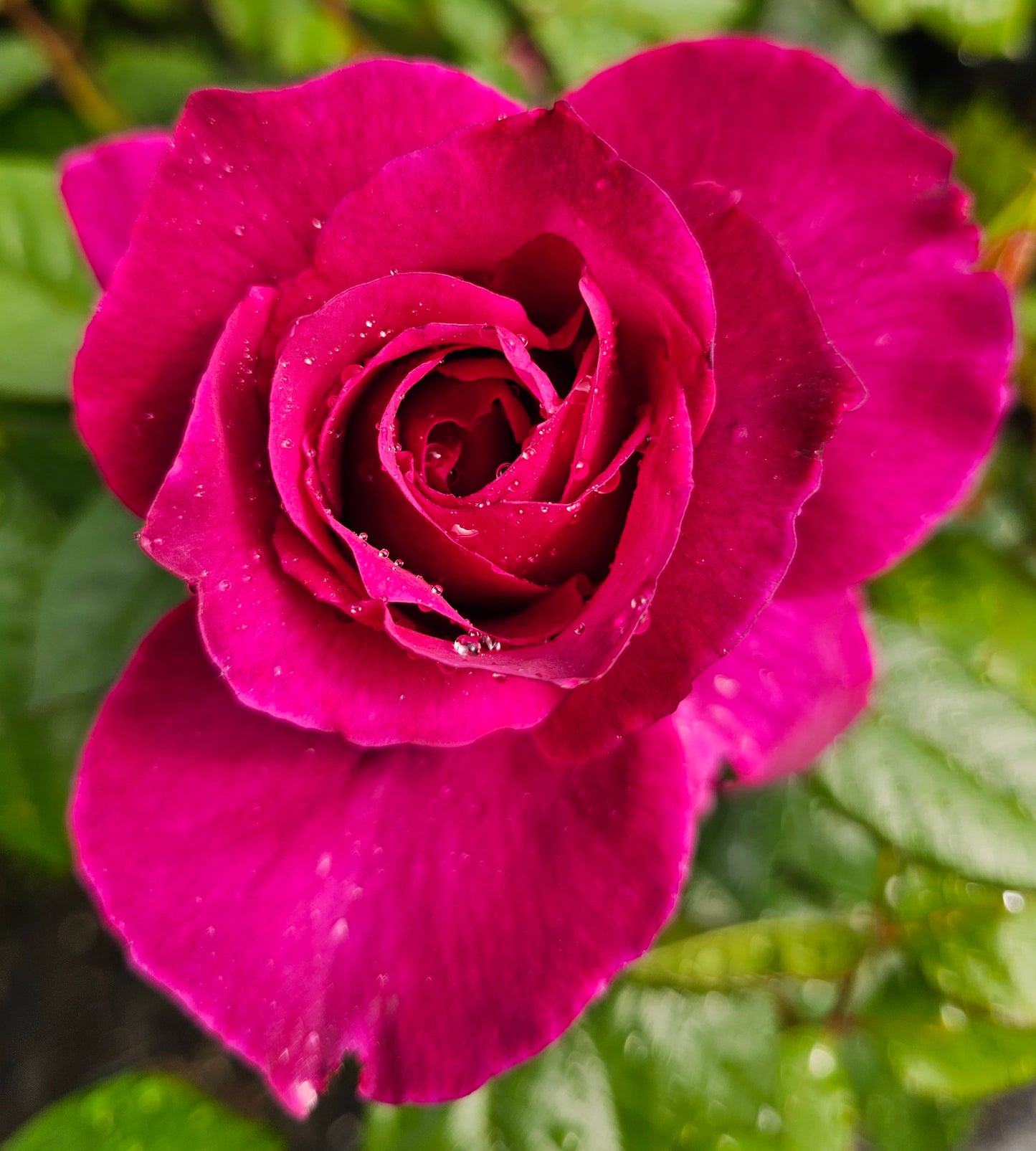 Intrigue - 2 Quart Rose Bush Live Plant
