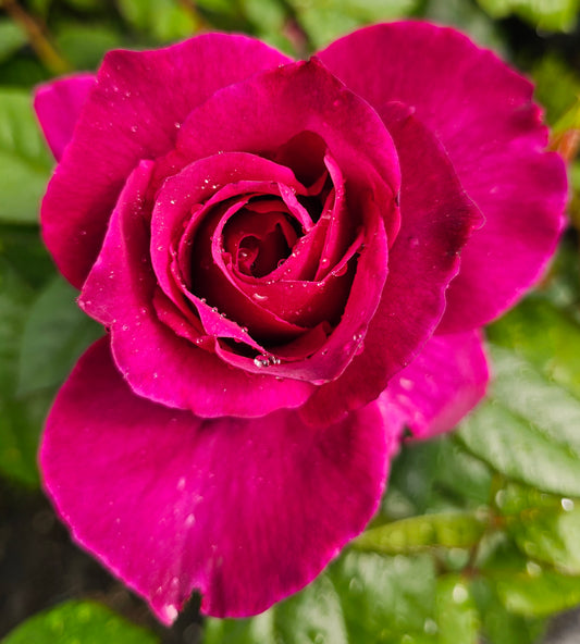 Intrigue - 2 Quart Rose Bush Live Plant