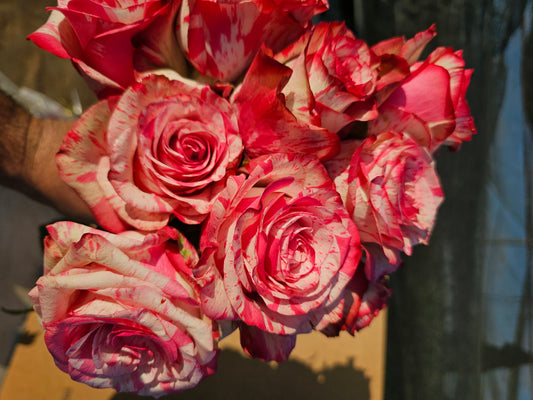 Magic Times - 2 Quart Potted Rose Bush Live Plant
