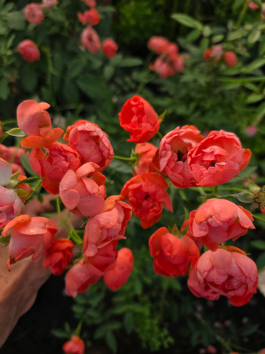Margo Koster - 2 Quart Potted Rose Bush Live Plant