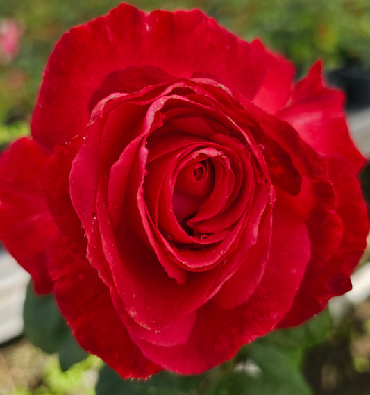 Milestone - 2 Quart Potted Rose Bush Live Plant