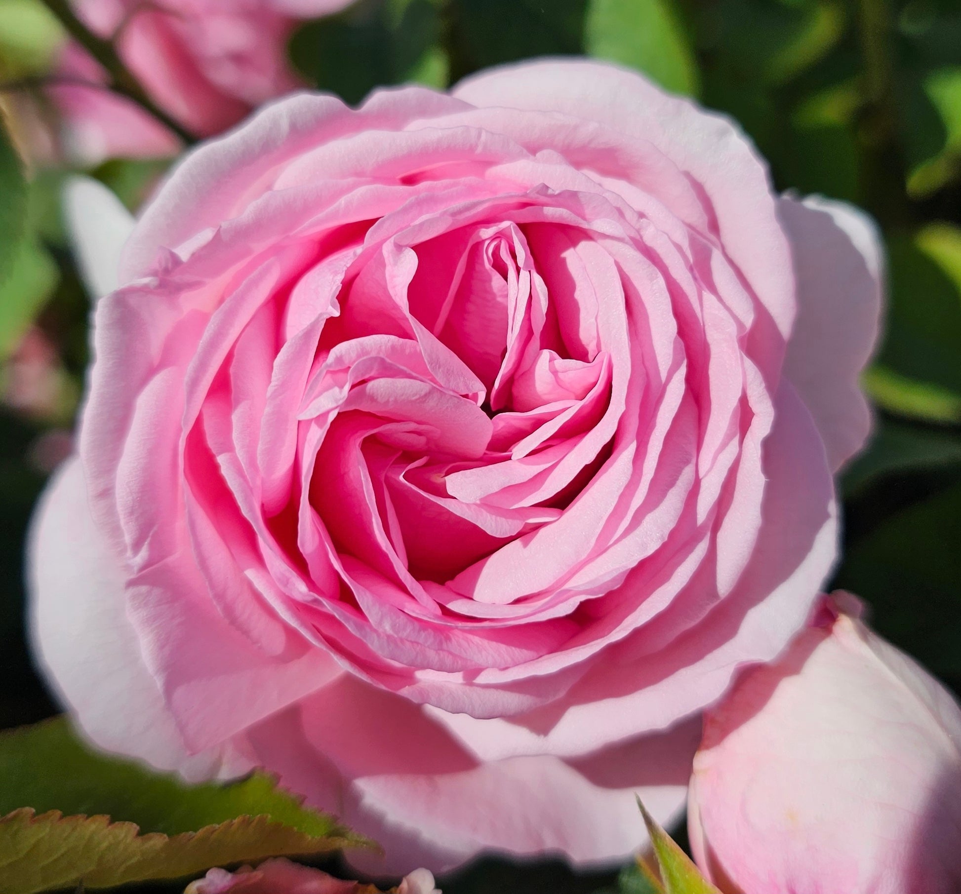 Madam Ernest Calvat - 2 Quart Live Plant - Ma Cherie Roses