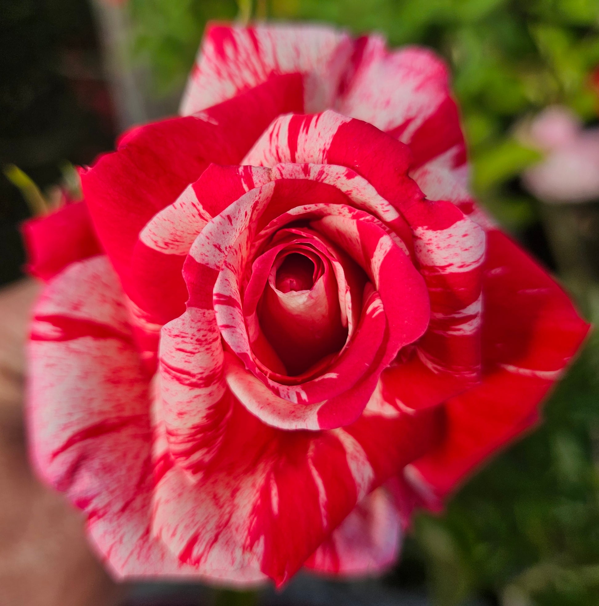 potted rose plant Painters Pallete