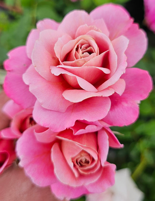 Pams Choice - 2 Quart Potted Rose Bush Live Plant