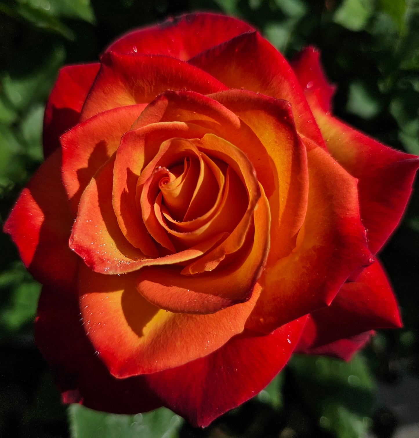 Perfect Moment - 2 Quart Rose Potted Live Plant - Ma Cherie Roses