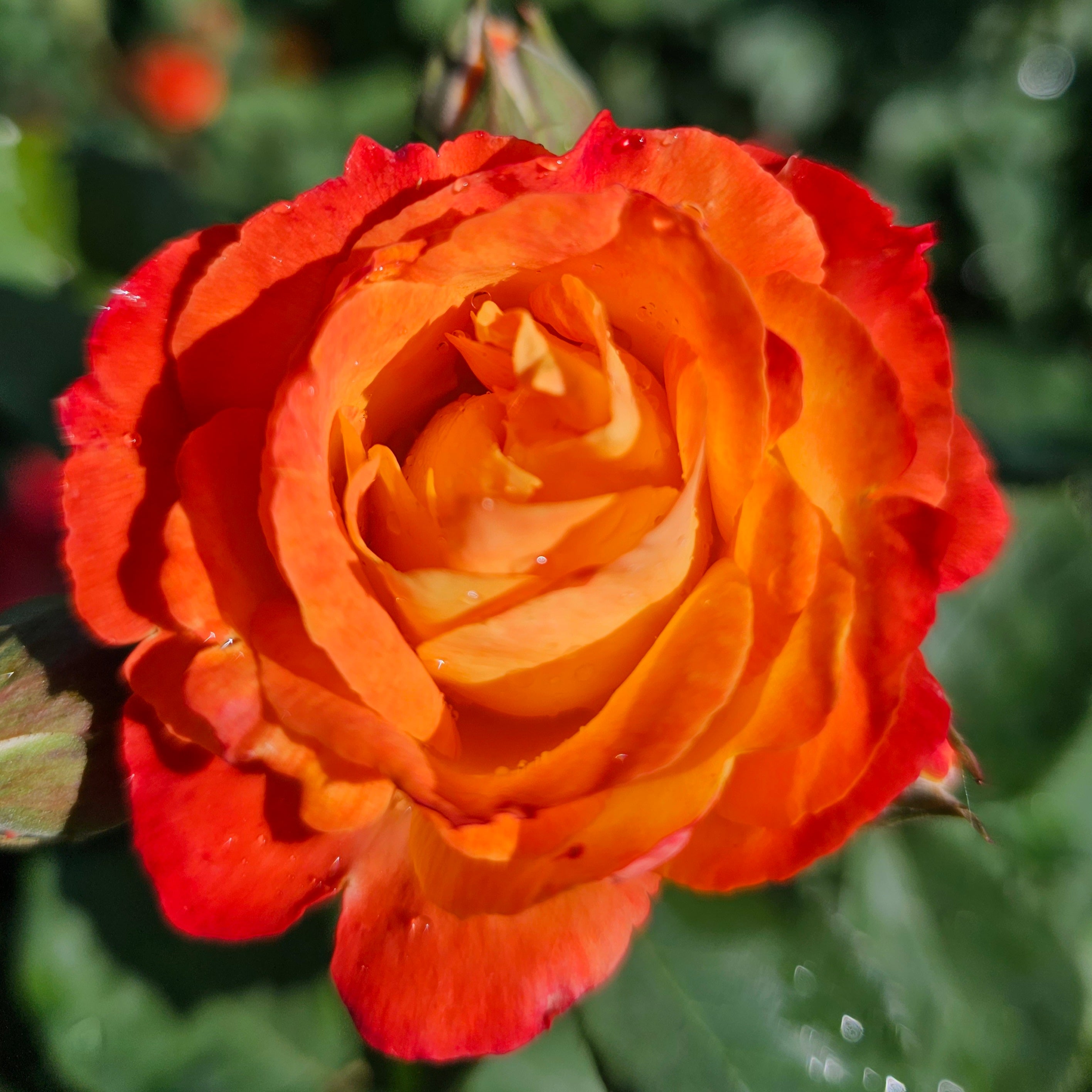 Piñata 2 Quart Rose Live Plant - Ma Cherie Roses