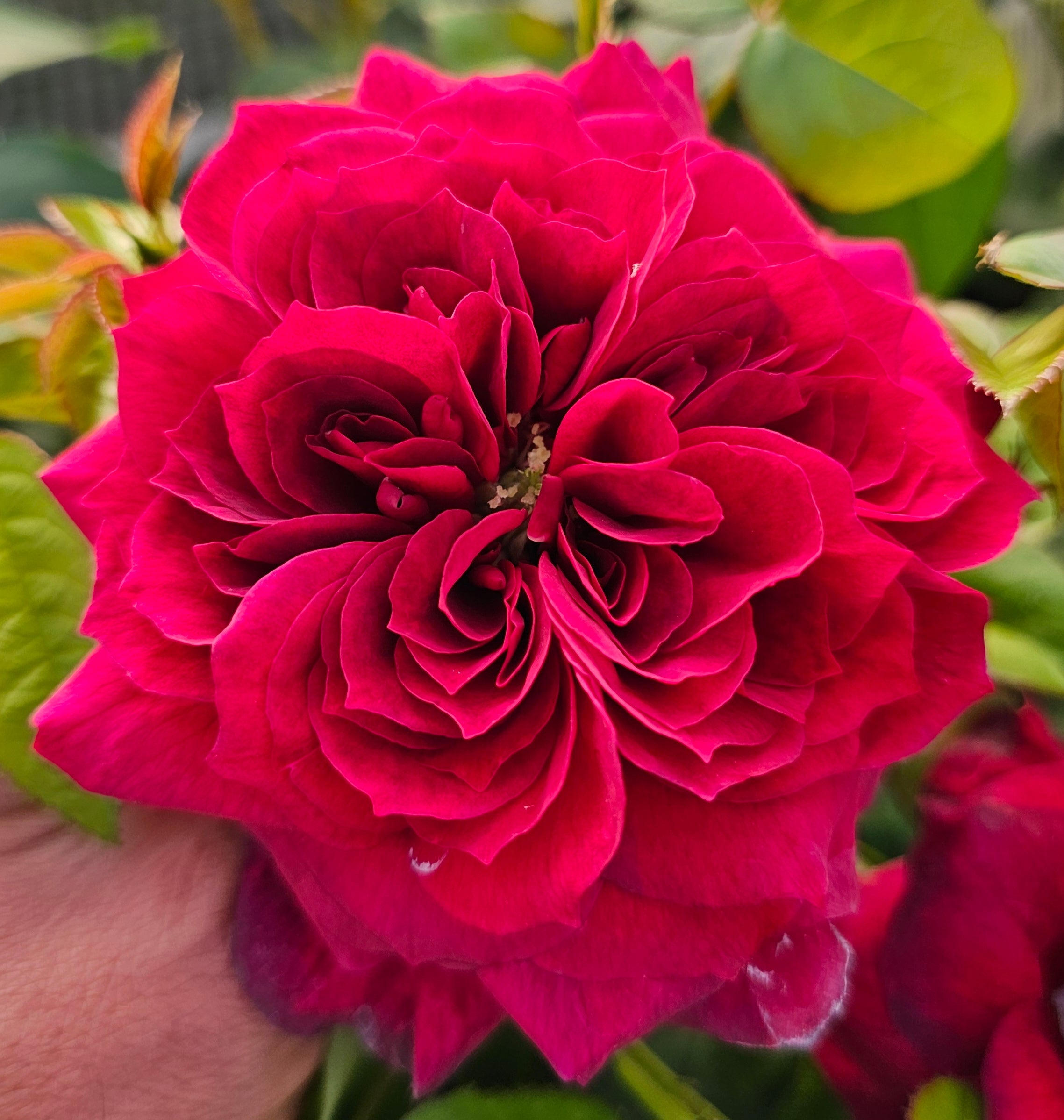 Ma Cherie Roses Inc