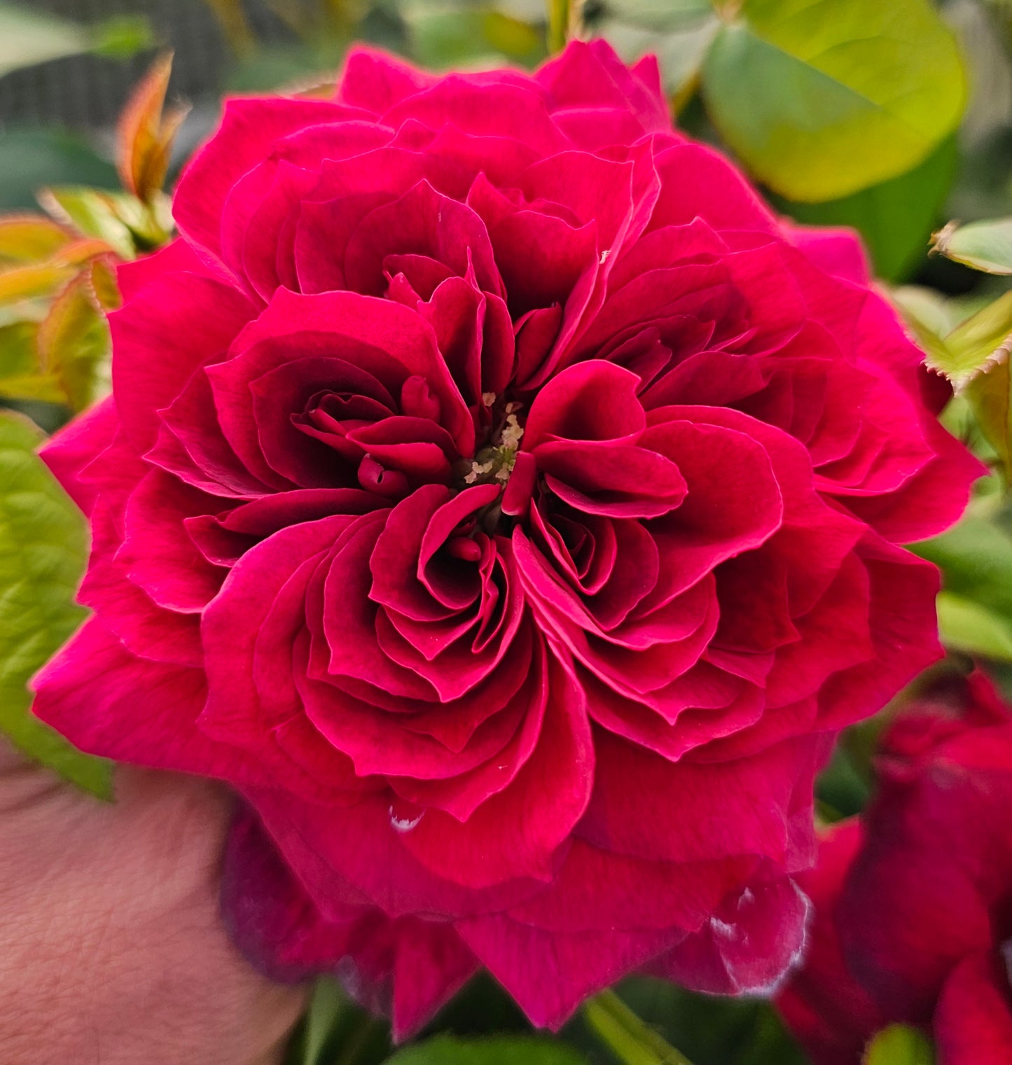 Sirens Keep 2 Quart Potted Rose Bush