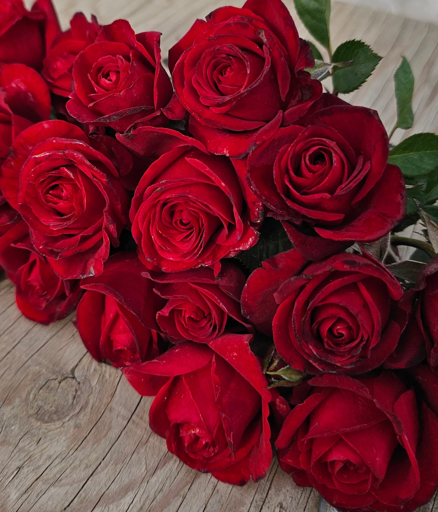 Sorcerer - 2 Quart Rose Bush Live Plant