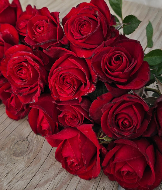 Sorcerer - 2 Quart Rose Bush Live Plant