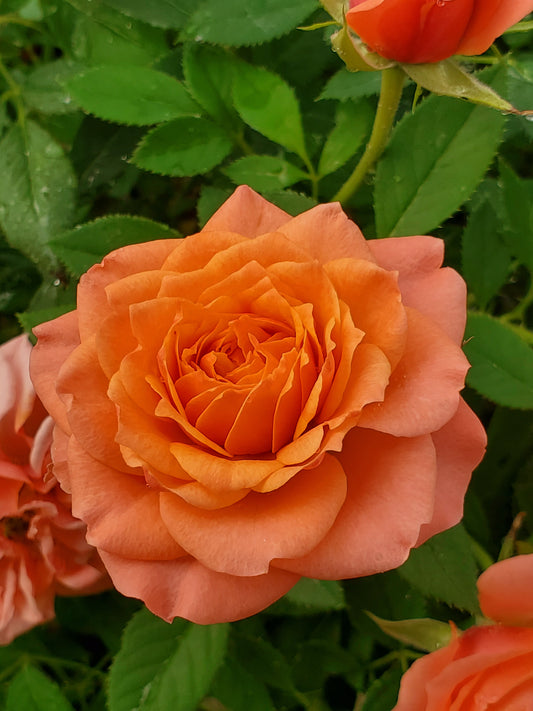 Sweet Revenge - 2 Quart Rose Bush Live Plant