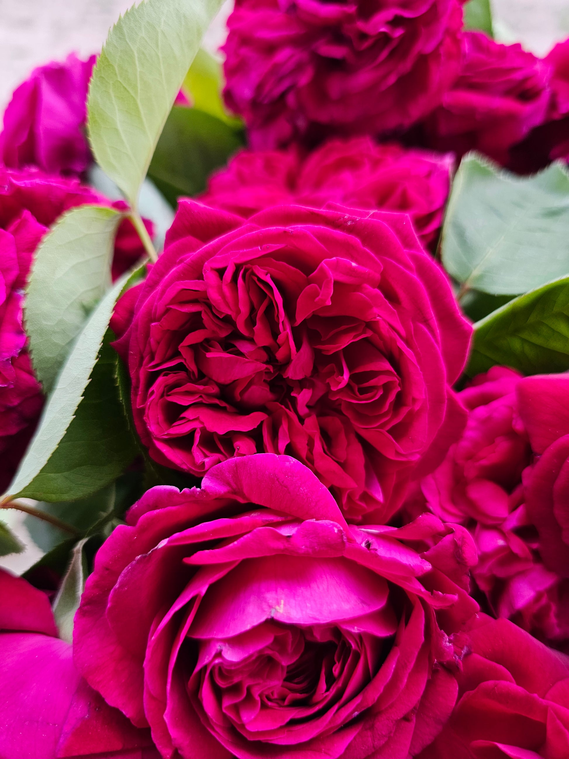Ausverse - 2 Quart Live Plant - Ma Cherie Roses