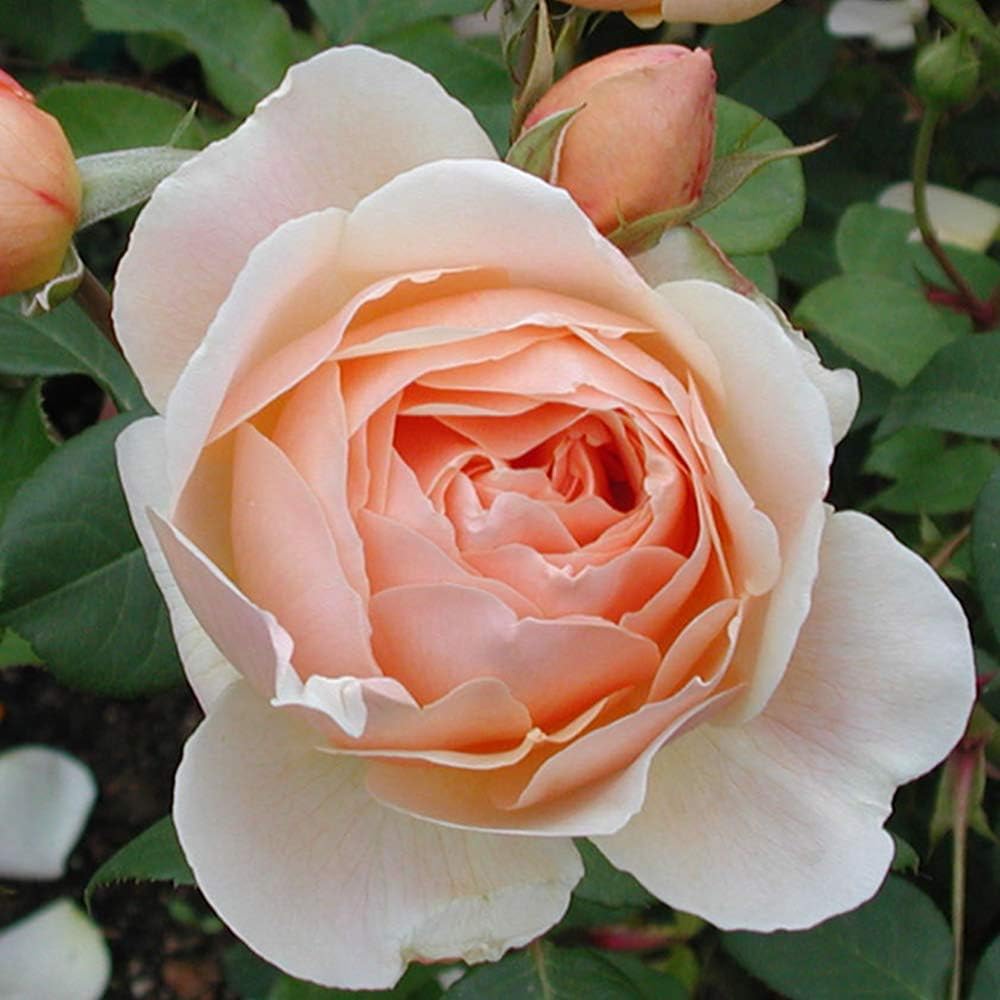 Auswonder - 2 Quart Rose Live Plant - Ma Cherie Roses