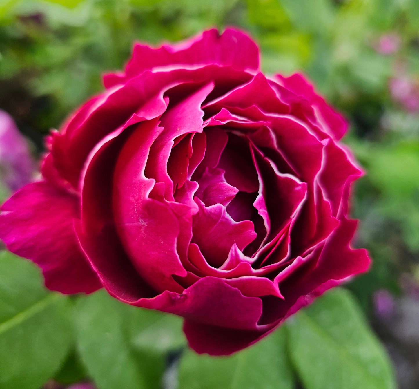 Baron Girod De L'Ain 2 Quart Rose Live Plant - Ma Cherie Roses