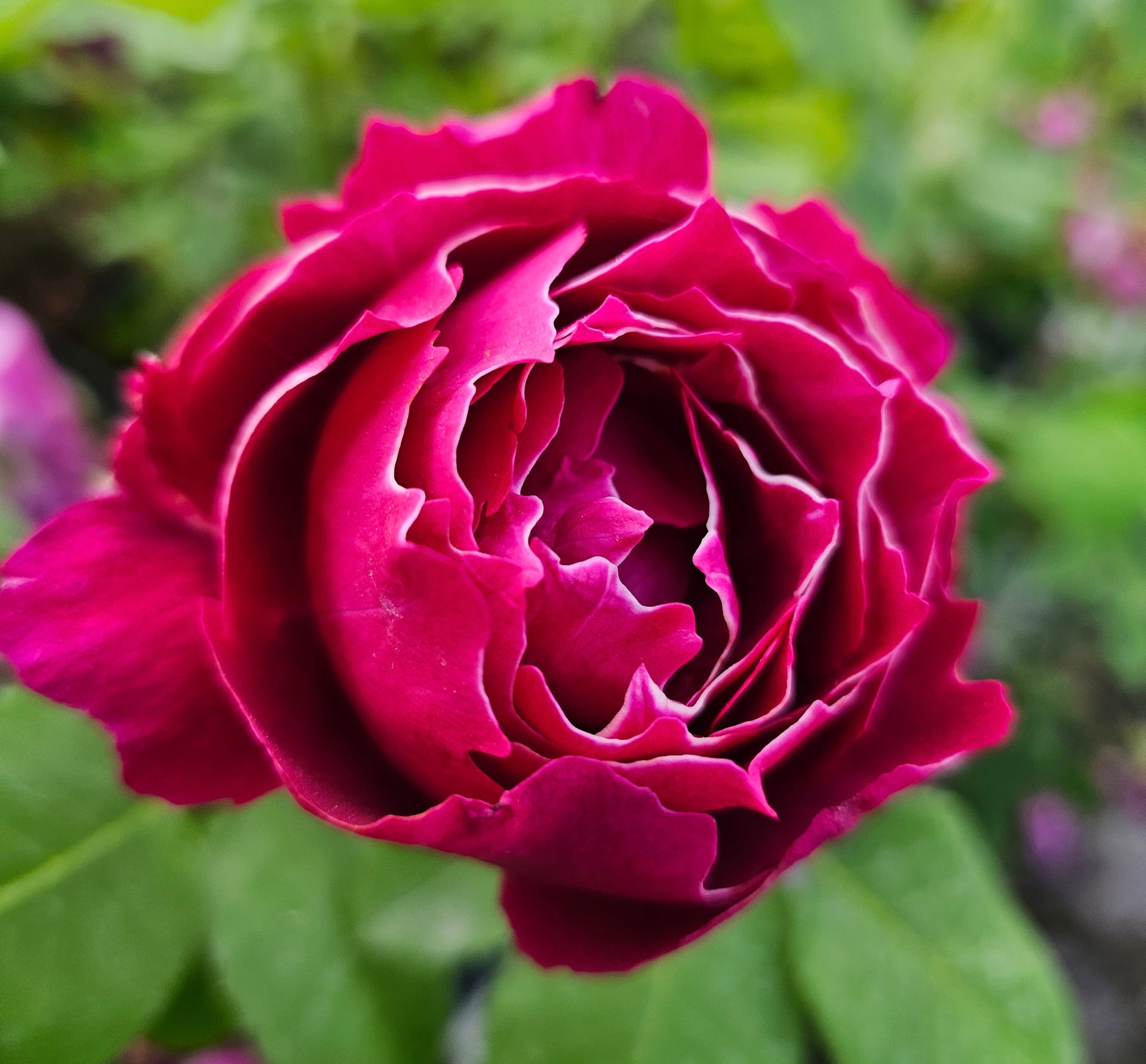 Baron Girod De L'Ain 2 Quart Rose Live Plant - Ma Cherie Roses
