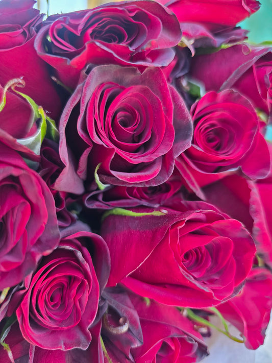 Black Magic - 2 Quart Potted Rose Bush Live Plant