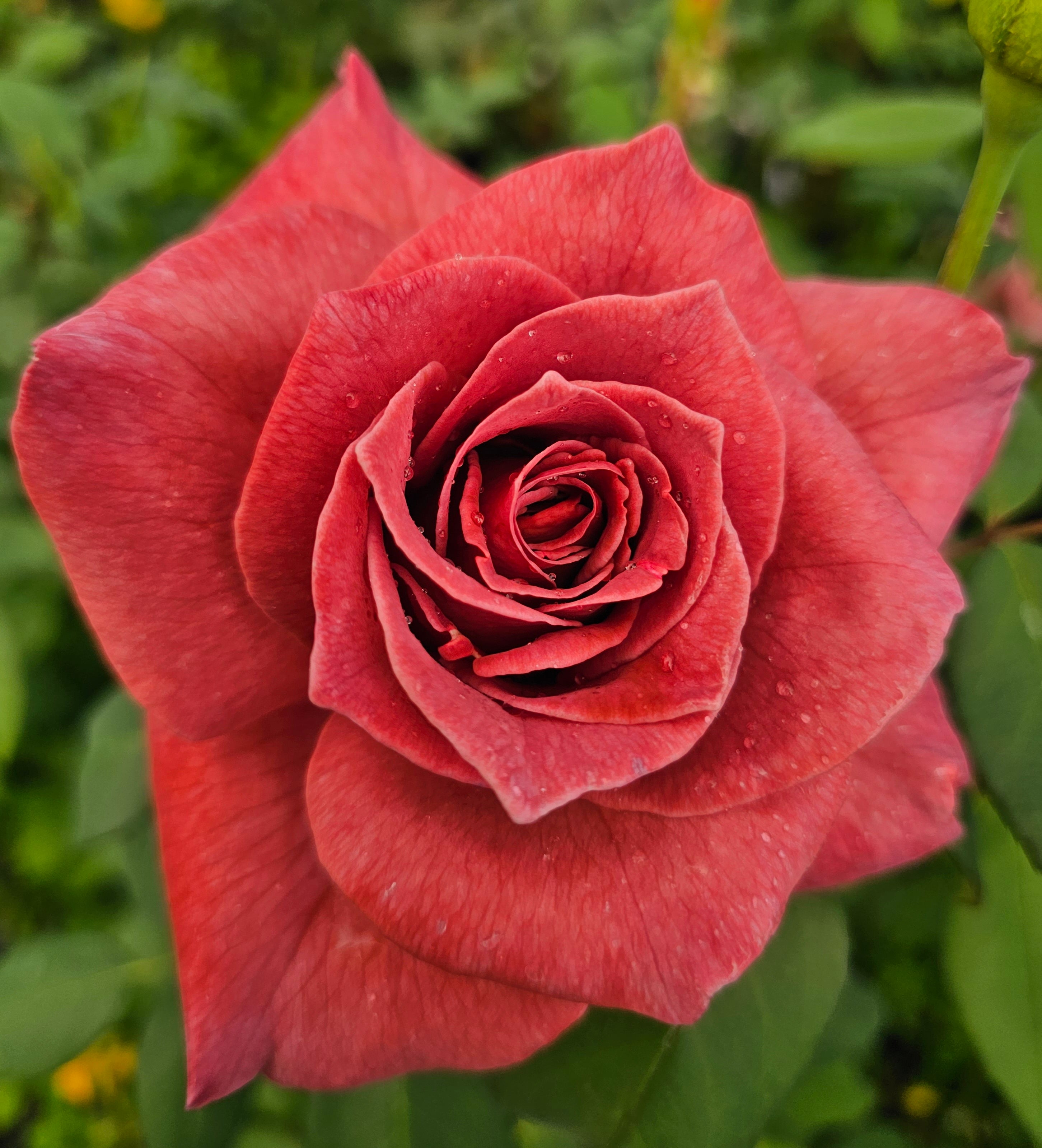 Black Tea 2 Quart Rose Live Plant - Ma Cherie Roses