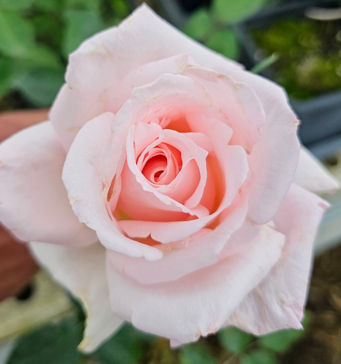 Brides Dream - 2 Quart Rose Live Plant - Ma Cherie Roses
