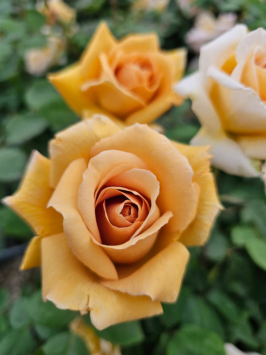 Butterscotch - 2 Quart Rose Potted Live Plant - Ma Cherie Roses