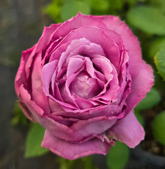 Charles De Gaulle - 2 Quart Potted Rose Bush Live Plant