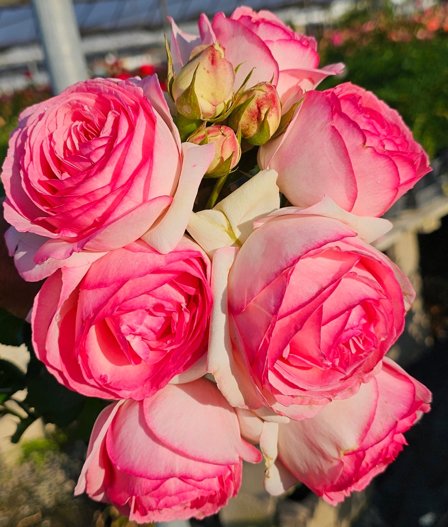 Eden Rose Climber - 2 Quart Rose Live Plant - Ma Cherie Roses