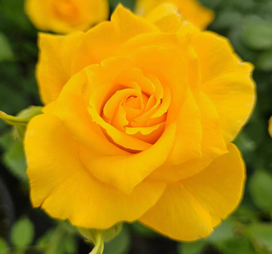 El Dorado - 2 Quart Rose Potted Live Plant - Ma Cherie Roses