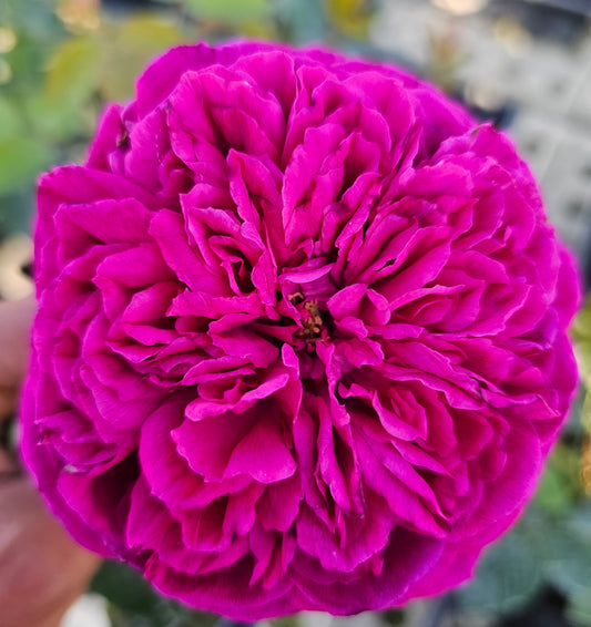 Ausverse - 2 Quart Live Plant - Ma Cherie Roses