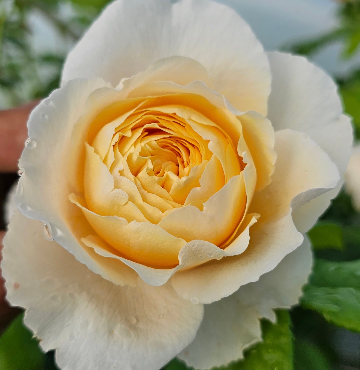 Joyce Barden - 2 Quart Rose Live Plant - Ma Cherie Roses