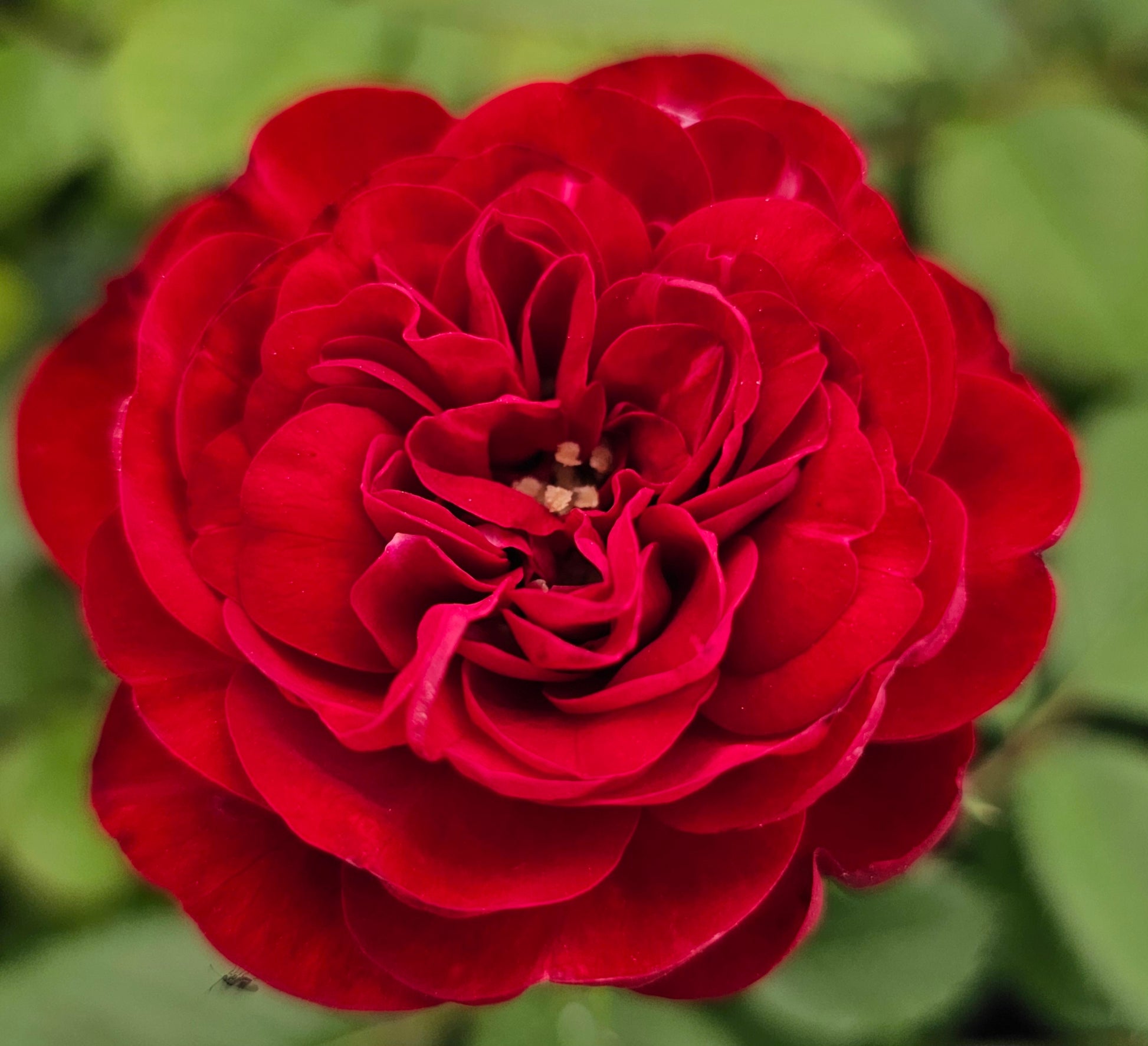Lava Glut 2  Quart Rose Potted Live Plant - Ma Cherie Roses