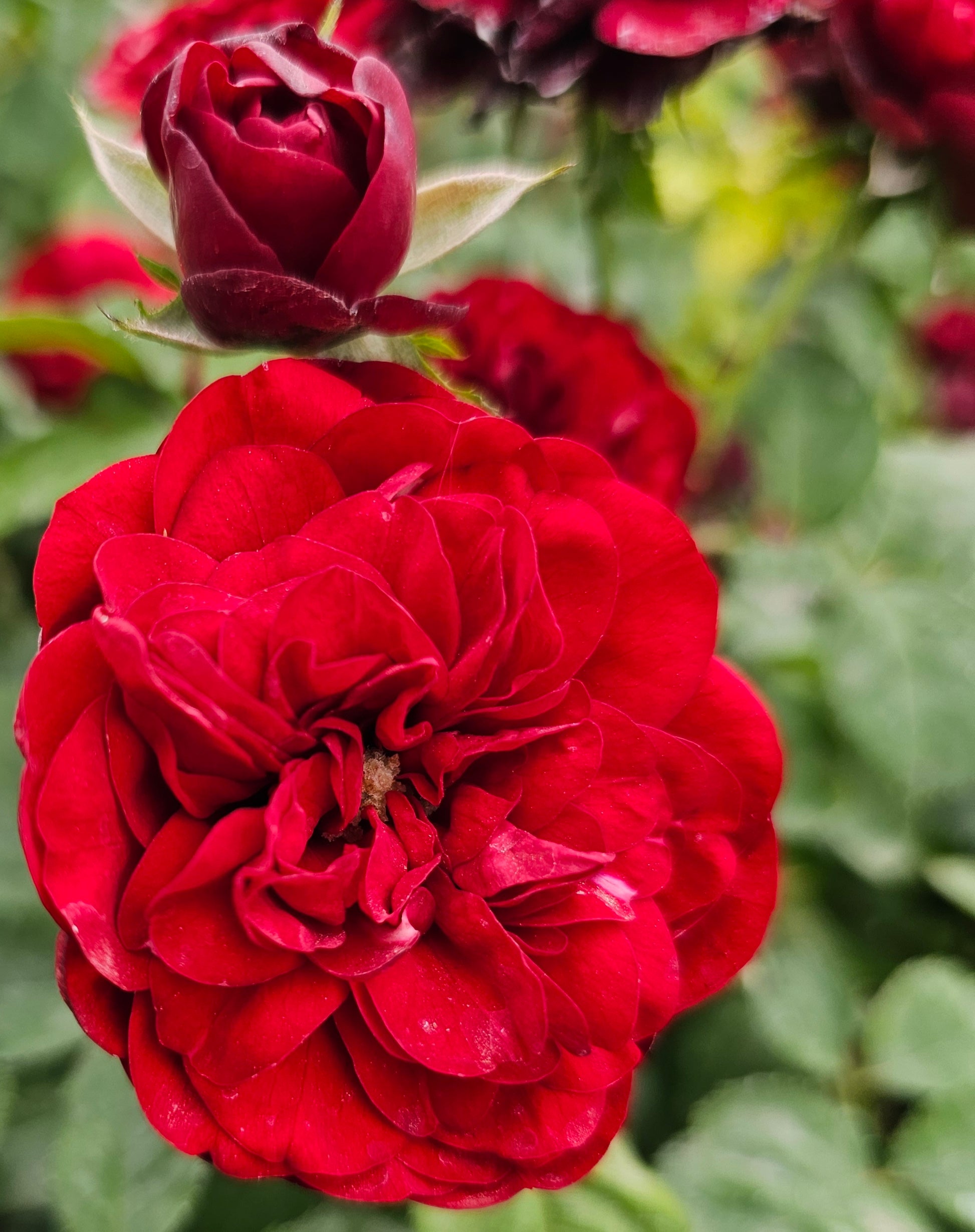 Lava Glut 2  Quart Rose Potted Live Plant - Ma Cherie Roses