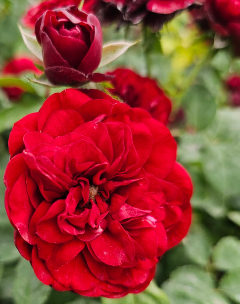 Lava Glut 2 Quart Rose Potted Live Plant – Ma Cherie Roses
