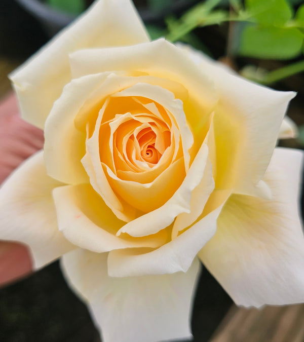 Lemon Spice 2 Quart Potted Rose Bush – Ma Cherie Roses