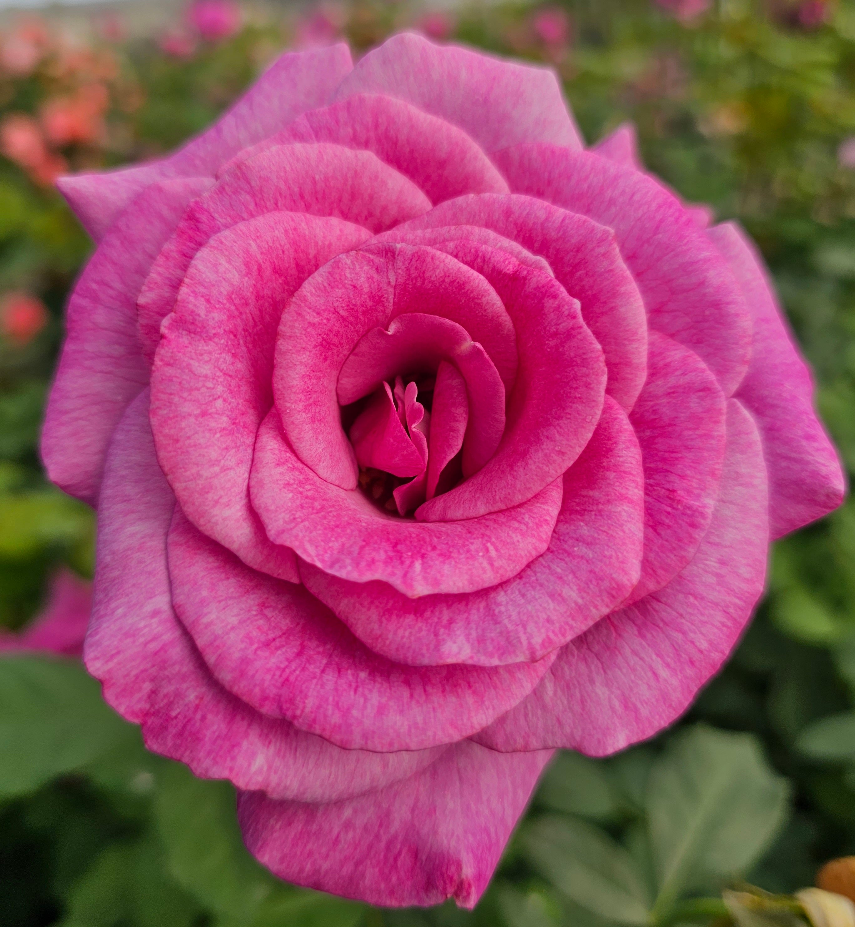 Melody Perfume 2 Quart Rose Live Plant - Ma Cherie Roses