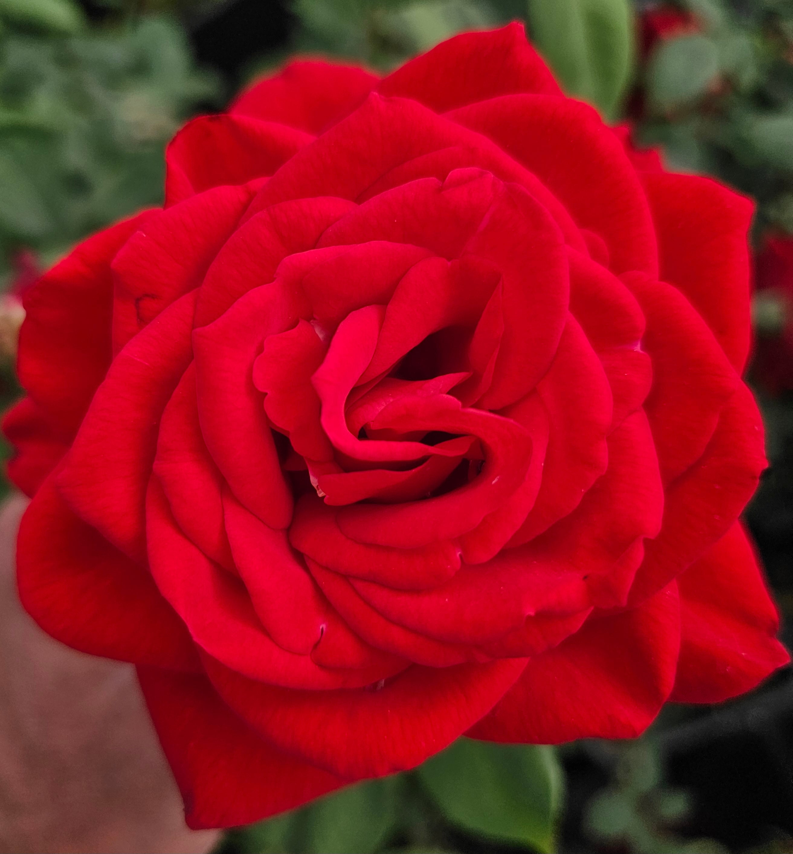 Olympiad - 2 Quart Rose Potted Live Plant - Ma Cherie Roses