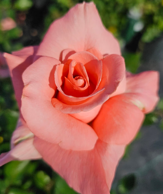 Paris de Yves st laurent 2 Quart Rose Live Plant - Ma Cherie Roses