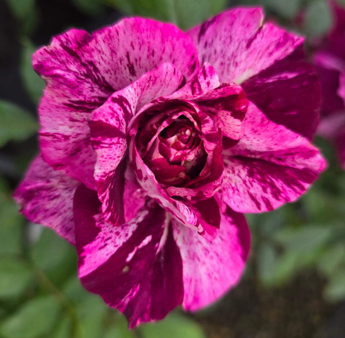 Purple Tiger 2 Quart Potted Rose Bush - Ma Cherie Roses