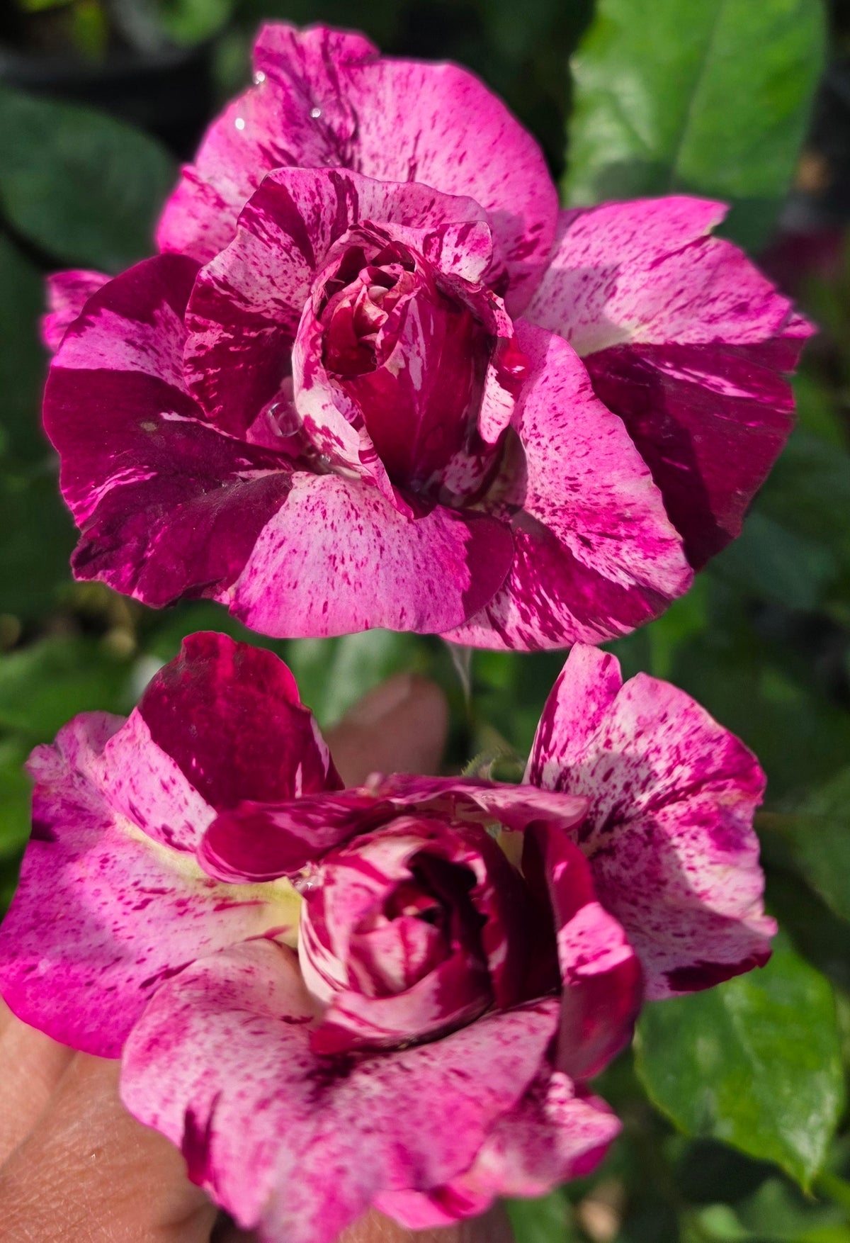 Purple Tiger 2 Quart Potted Rose Bush - Ma Cherie Roses