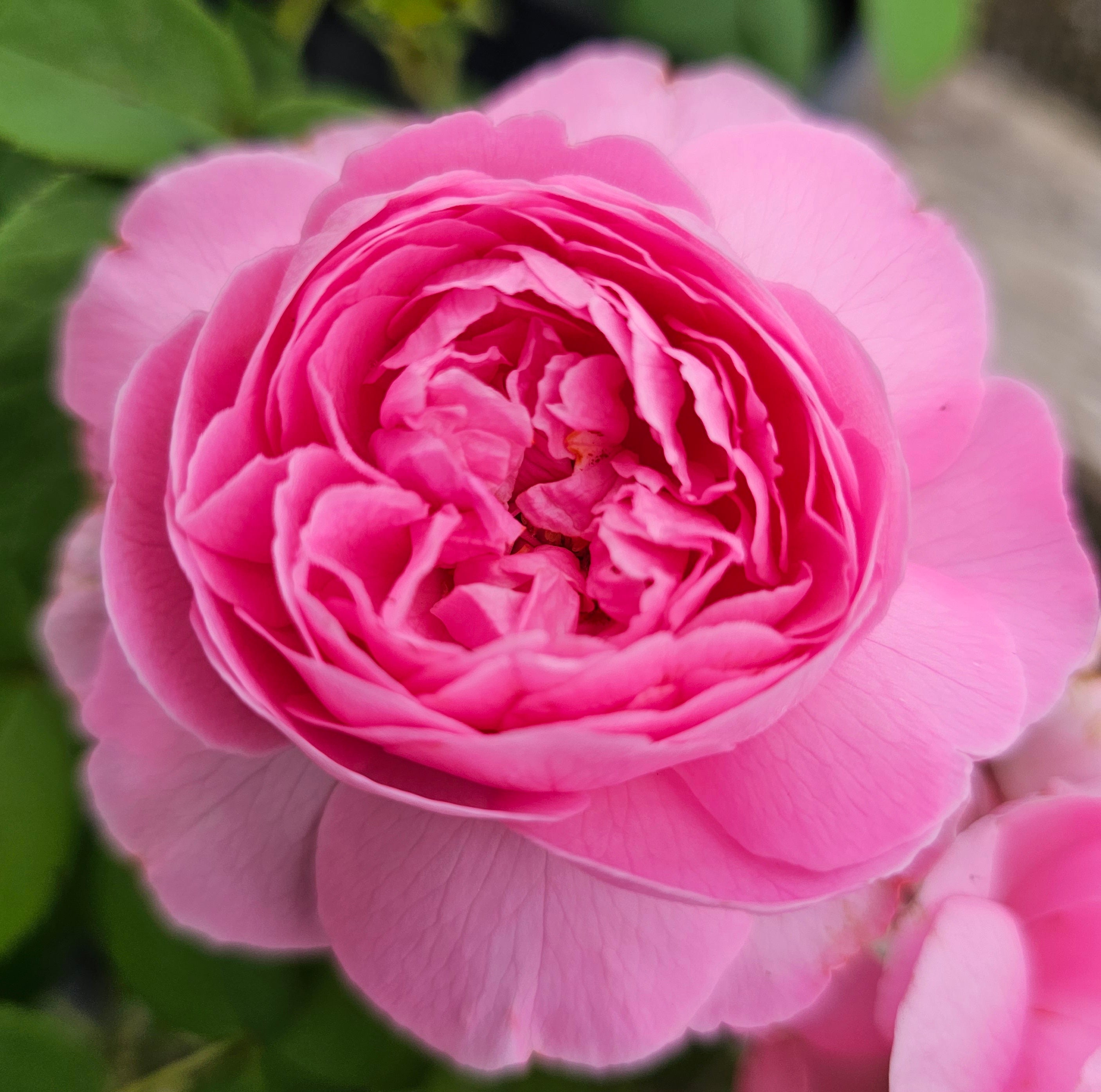Reine Victoria 2 Quart Rose Live Plant - Ma Cherie Roses
