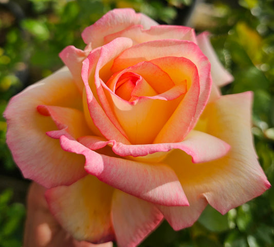 Sheilas Perfume - 2 Quart Potted Rose Live Plant