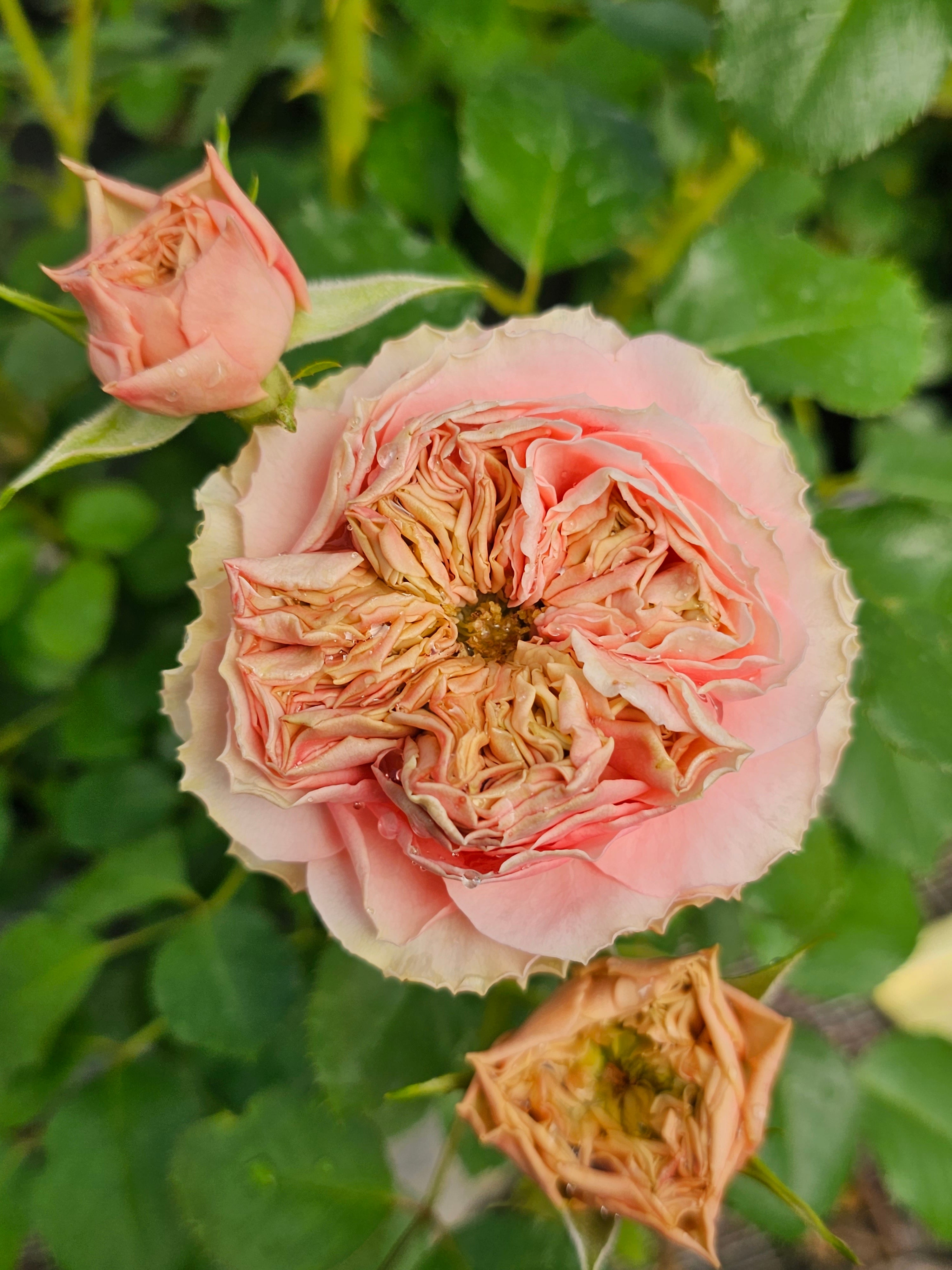 Wedding Cake - 2 Quart Rose Bush Live Plant - Ma Cherie Roses