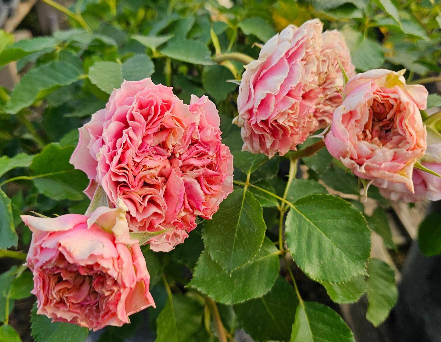 Wedding Cake - 2 Quart Rose Bush Live Plant