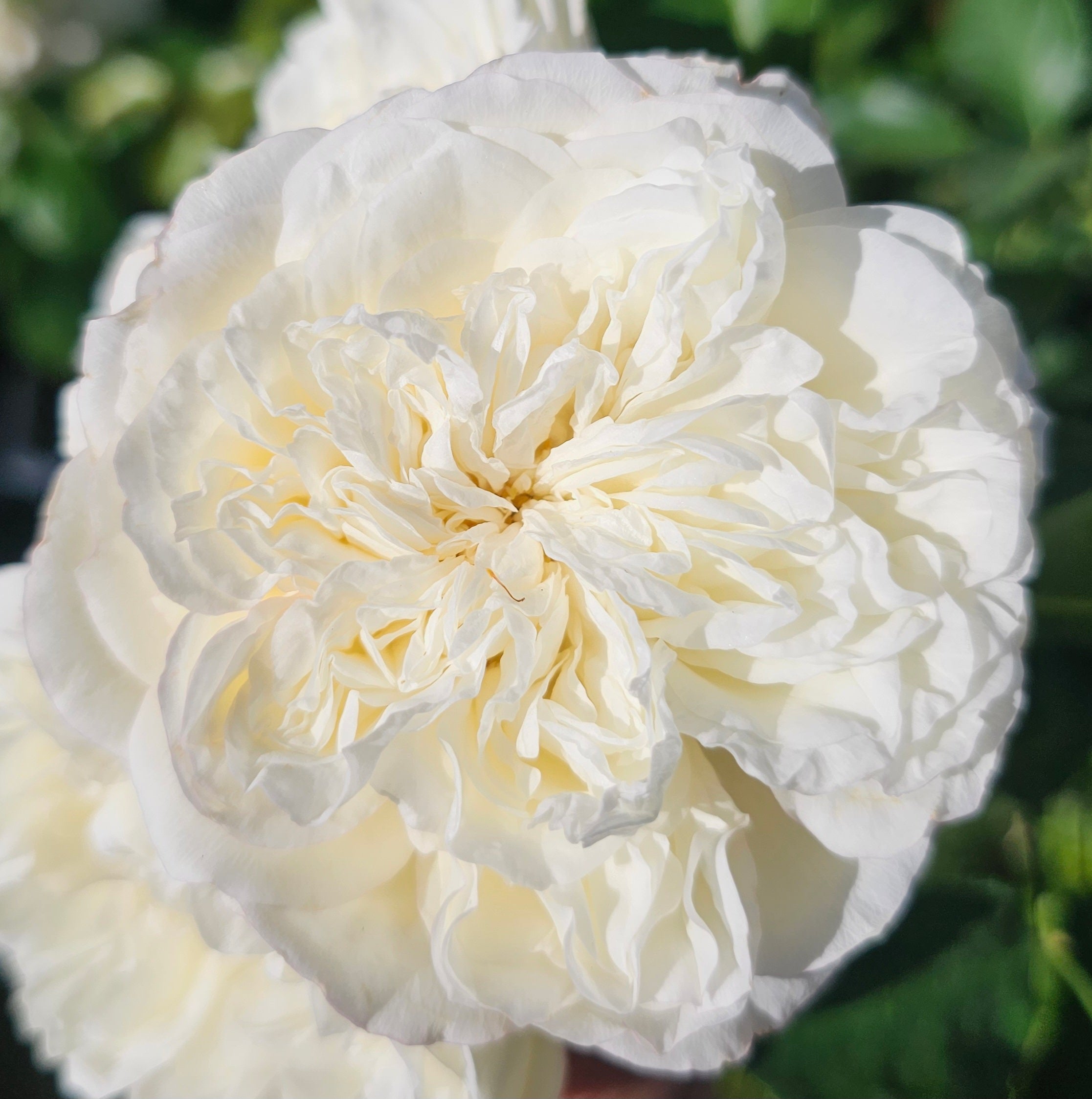 White Meilland 2 Quart Rose Live Plant - Ma Cherie Roses