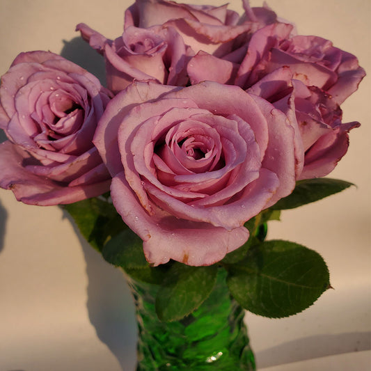 Blue Girl - 1 Gallon Own Root Rose Bush - Ma Cherie Roses