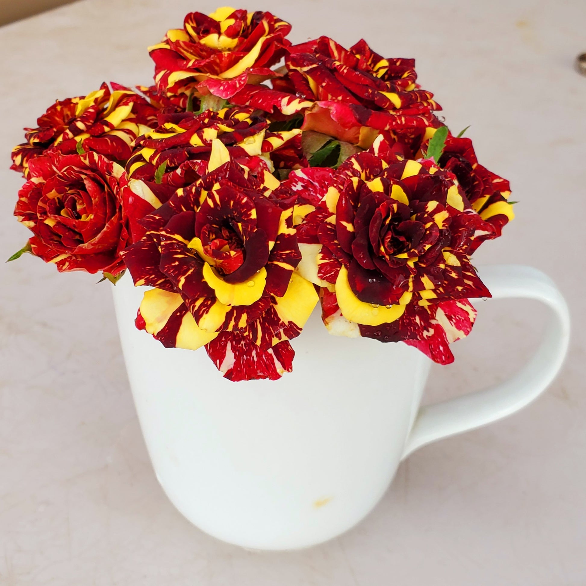 Freshly Added - Abracadabra Rose - 1 Gallon Potted Own Root Rose - Ma Cherie Roses