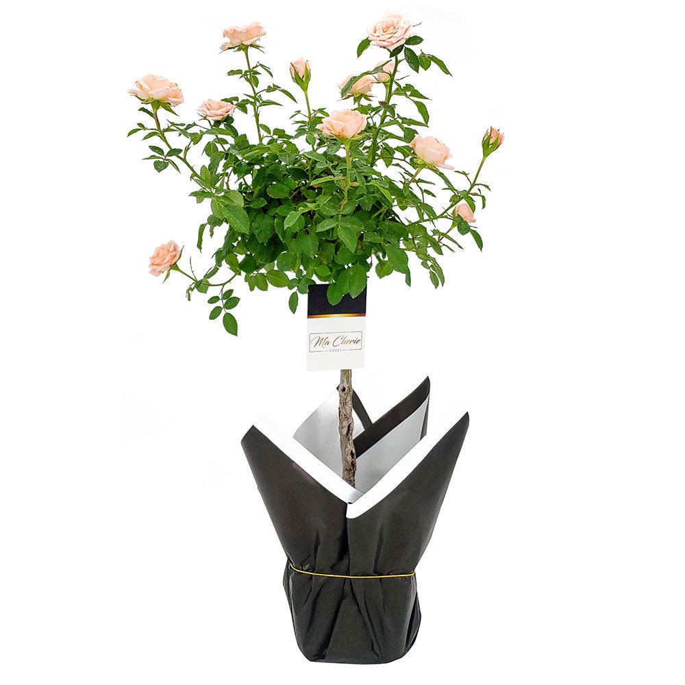 Pink Lemonade Floral Mini Tree Rose - Ma Cherie Roses