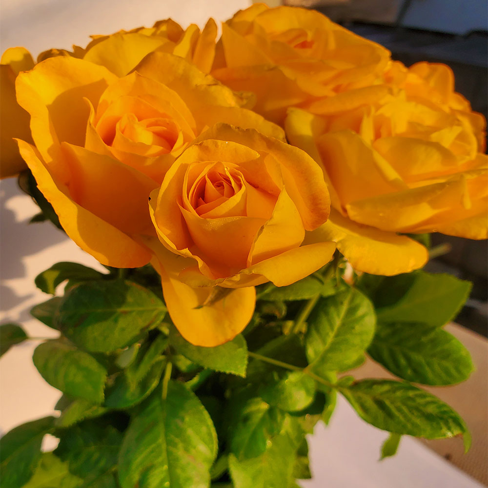 Gold Medal - 1 Gallon Own Root Rose Bush - Ma Cherie Roses